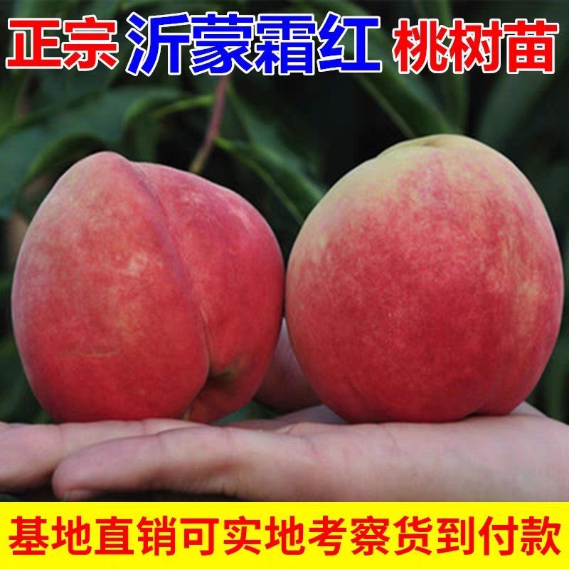 沂蒙霜红桃树苗冬桃苗黄桃苗黄桃起树苗