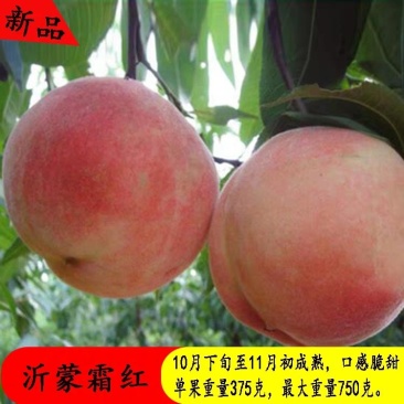 沂蒙霜红桃树苗冬桃苗黄桃苗黄桃起树苗