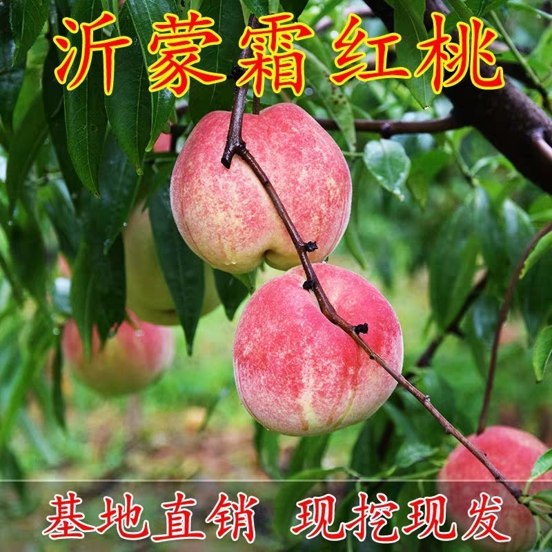 沂蒙霜红桃树苗冬桃苗黄桃苗黄桃起树苗