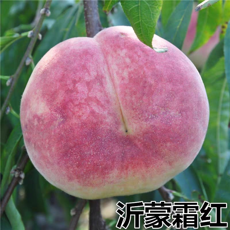 沂蒙霜红桃树苗冬桃苗黄桃苗黄桃起树苗