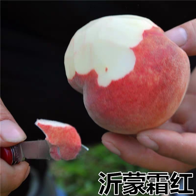 沂蒙霜红桃树苗冬桃苗黄桃苗黄桃起树苗