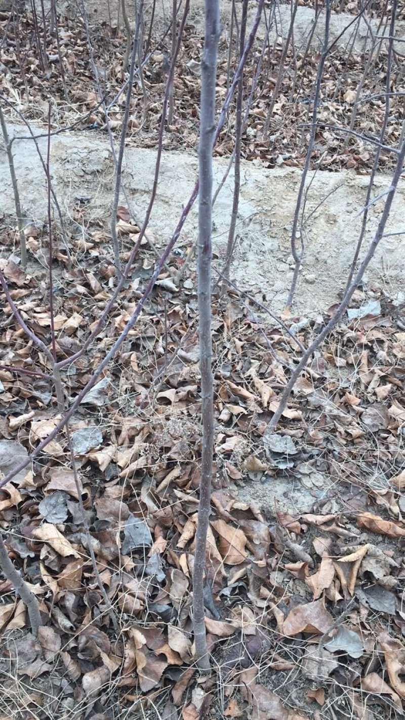 出售2年生移栽八棱海棠苗，可直接嫁接苹果苗