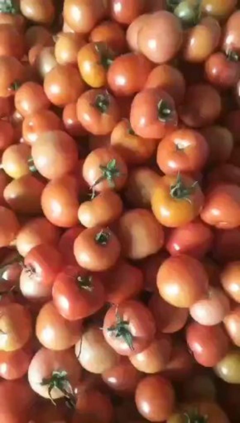 山东省沂水县，西红柿生产批发市场