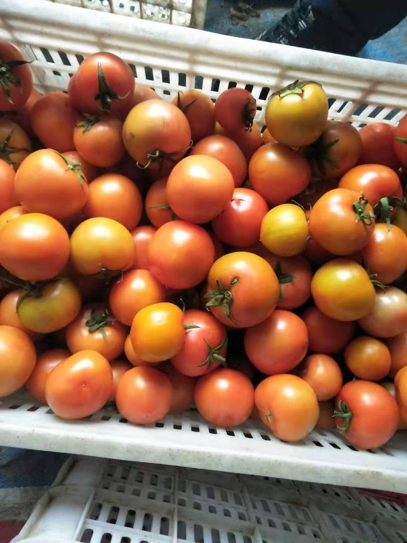 山东省沂水县，西红柿生产批发市场