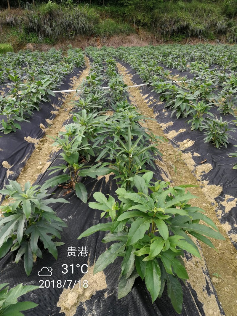 【五指毛桃苗】改良品种高产，速长产地现挖现发包技术