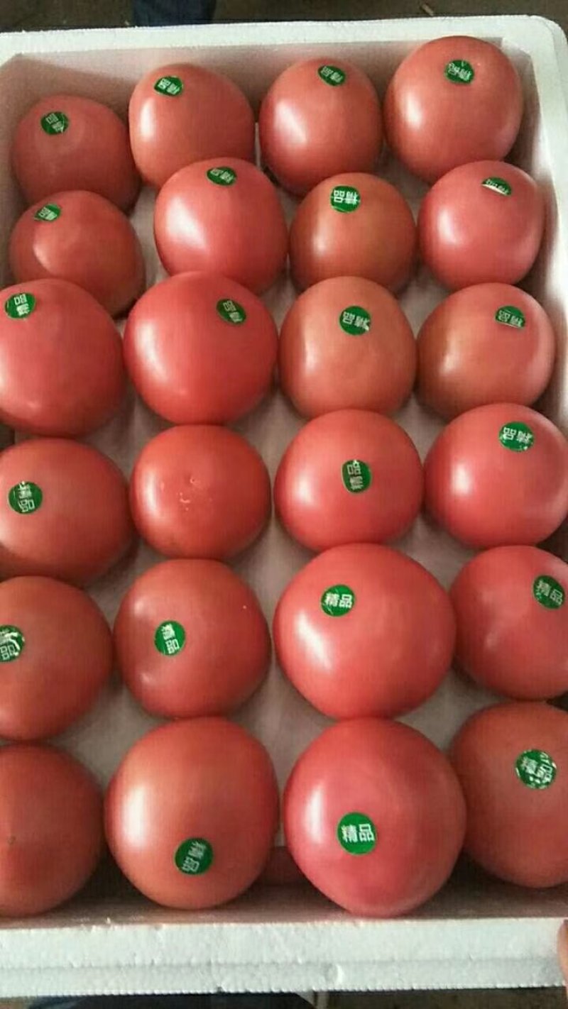 河北西红柿粉果西红柿蔬菜大番茄沙瓤西红柿产地批发