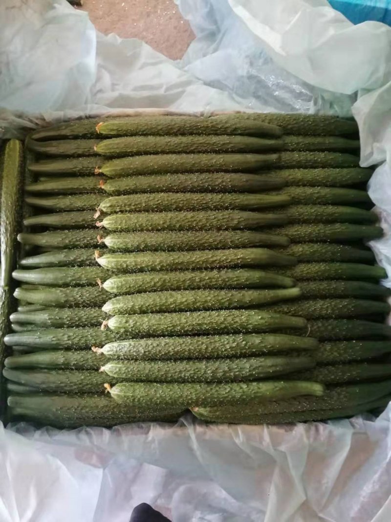 顶花带刺绿心黄瓜大量上市产地直销