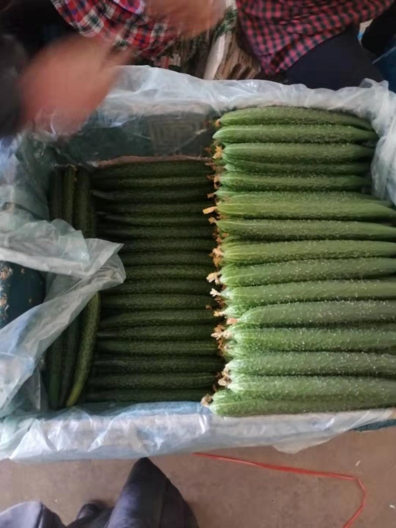 顶花带刺绿心黄瓜大量上市产地直销