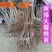 樱桃树苗车厘子美早红灯黑珍珠矮化樱桃苗南北方都可以种植