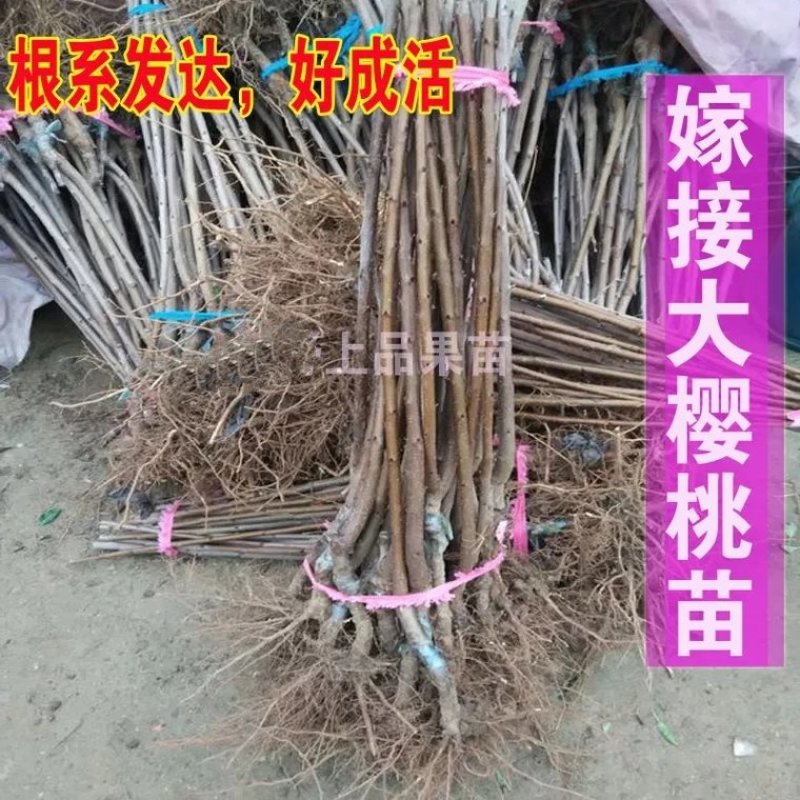 樱桃树苗车厘子美早红灯黑珍珠矮化樱桃苗南北方都可以种植
