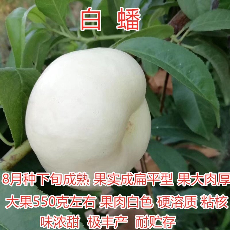 红肉春蜜桃树苗特大品种桃树苗南北方种植嫁接早熟晚熟桃