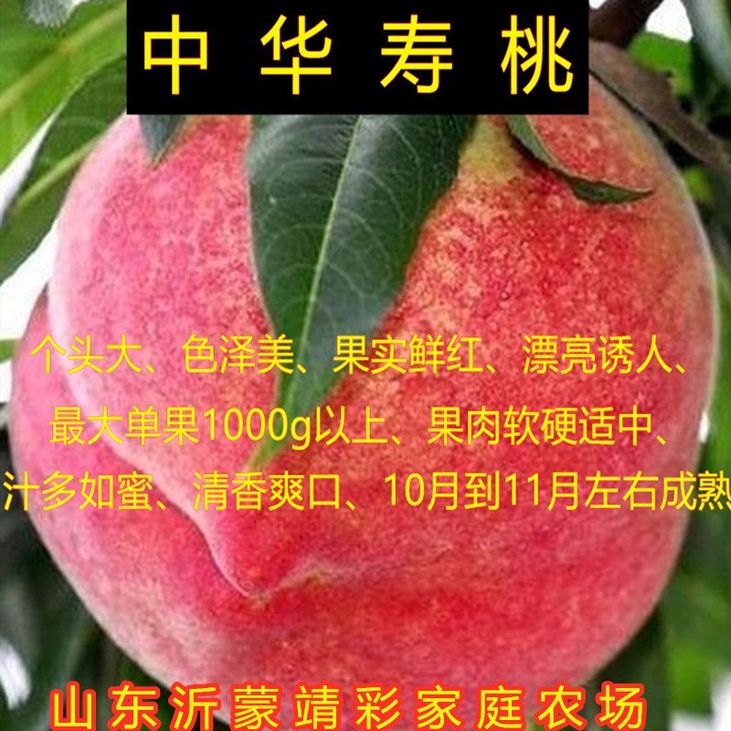 红肉春蜜桃树苗特大品种桃树苗南北方种植嫁接早熟晚熟桃