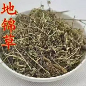 江西野生地锦草大货零售批发