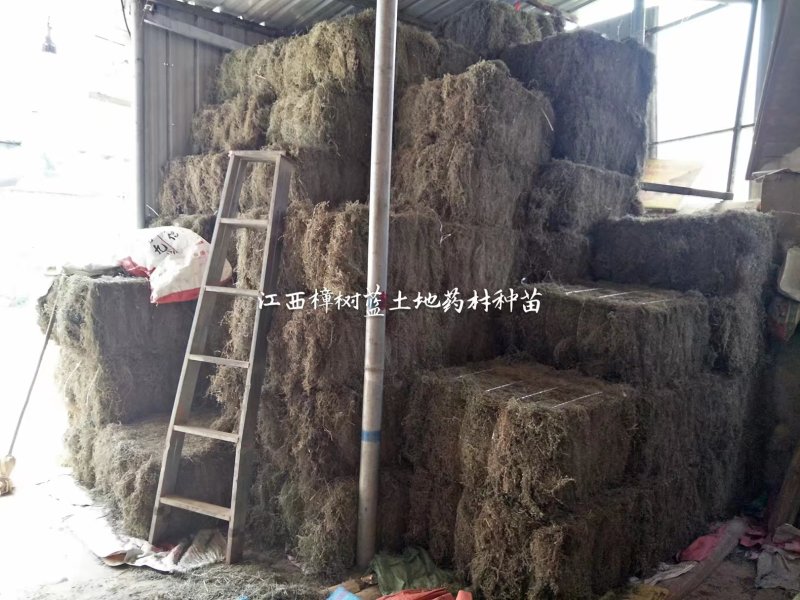 江西野生地锦草大货零售批发
