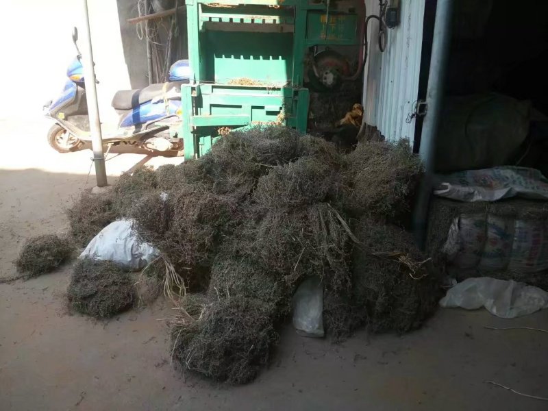 江西野生地锦草大货零售批发