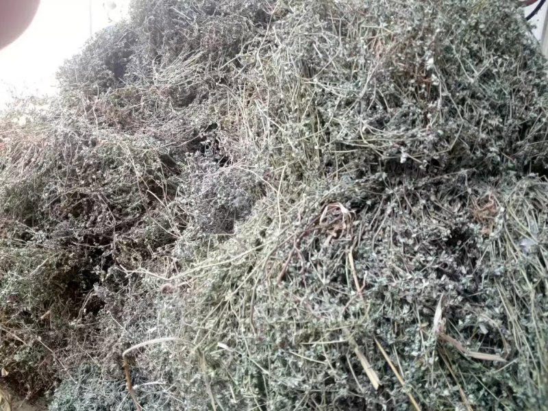 江西野生地锦草大货零售批发