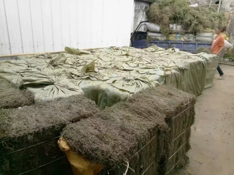 江西野生地锦草大货零售批发