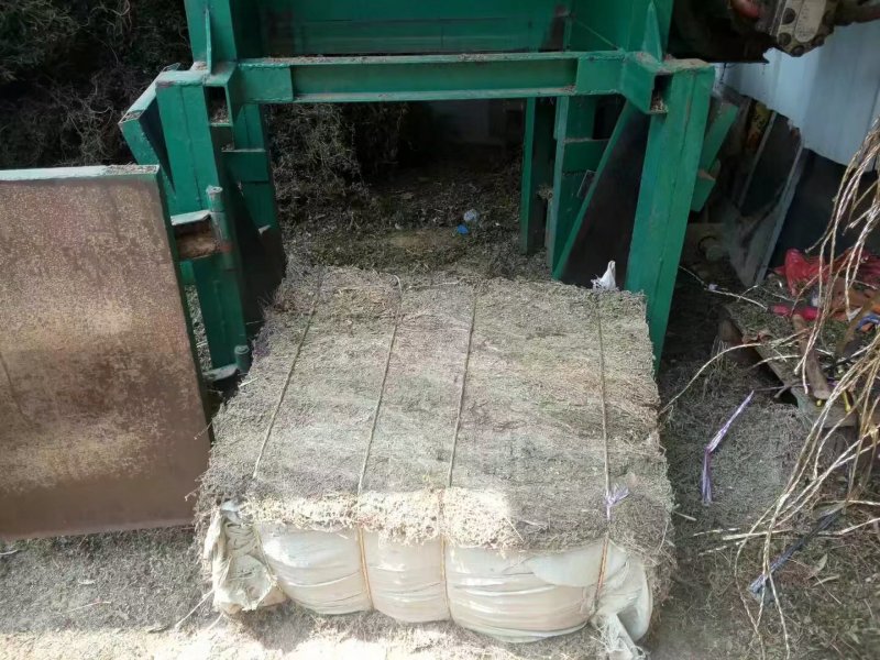 江西野生地锦草大货零售批发