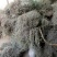 江西野生地锦草大货零售批发