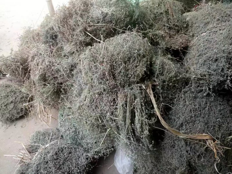 江西野生地锦草大货零售批发