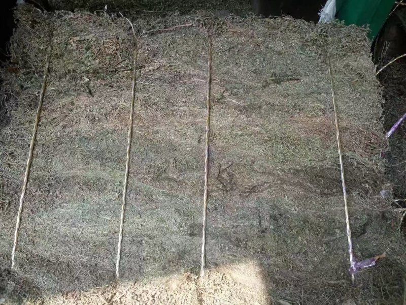 江西野生地锦草大货零售批发
