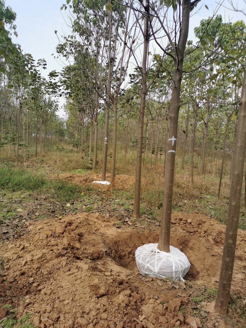 出售梓树规格齐全基地直供批发