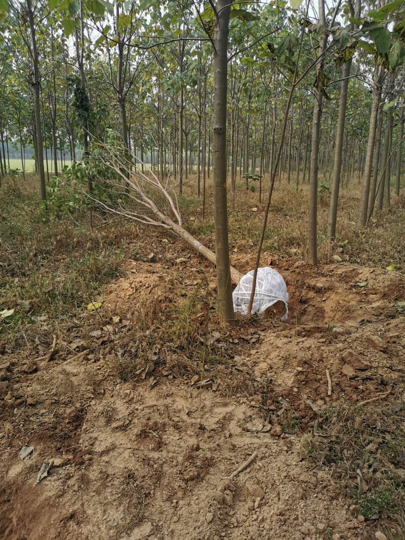 出售梓树规格齐全基地直供批发