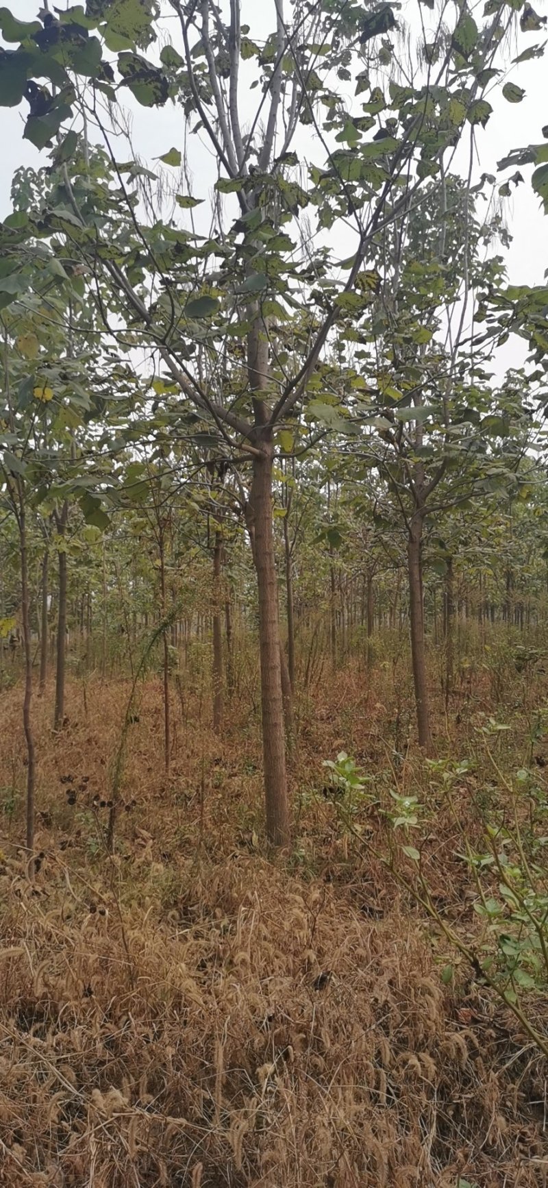 出售梓树规格齐全基地直供批发