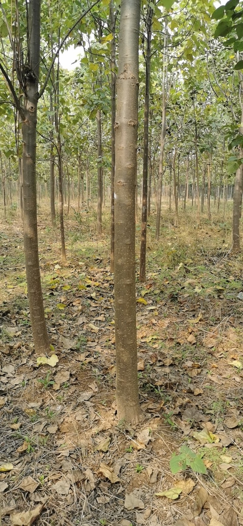 出售梓树规格齐全基地直供批发