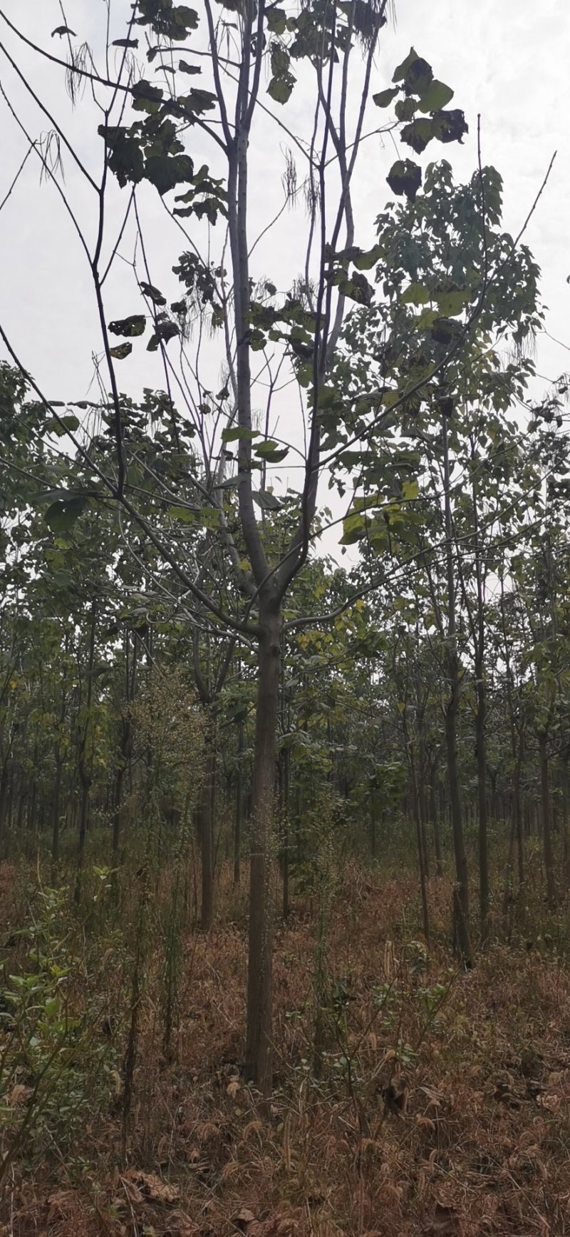 出售梓树规格齐全基地直供批发