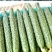 山东黄瓜德瑞特721日供货十万斤量大从优条直口感好