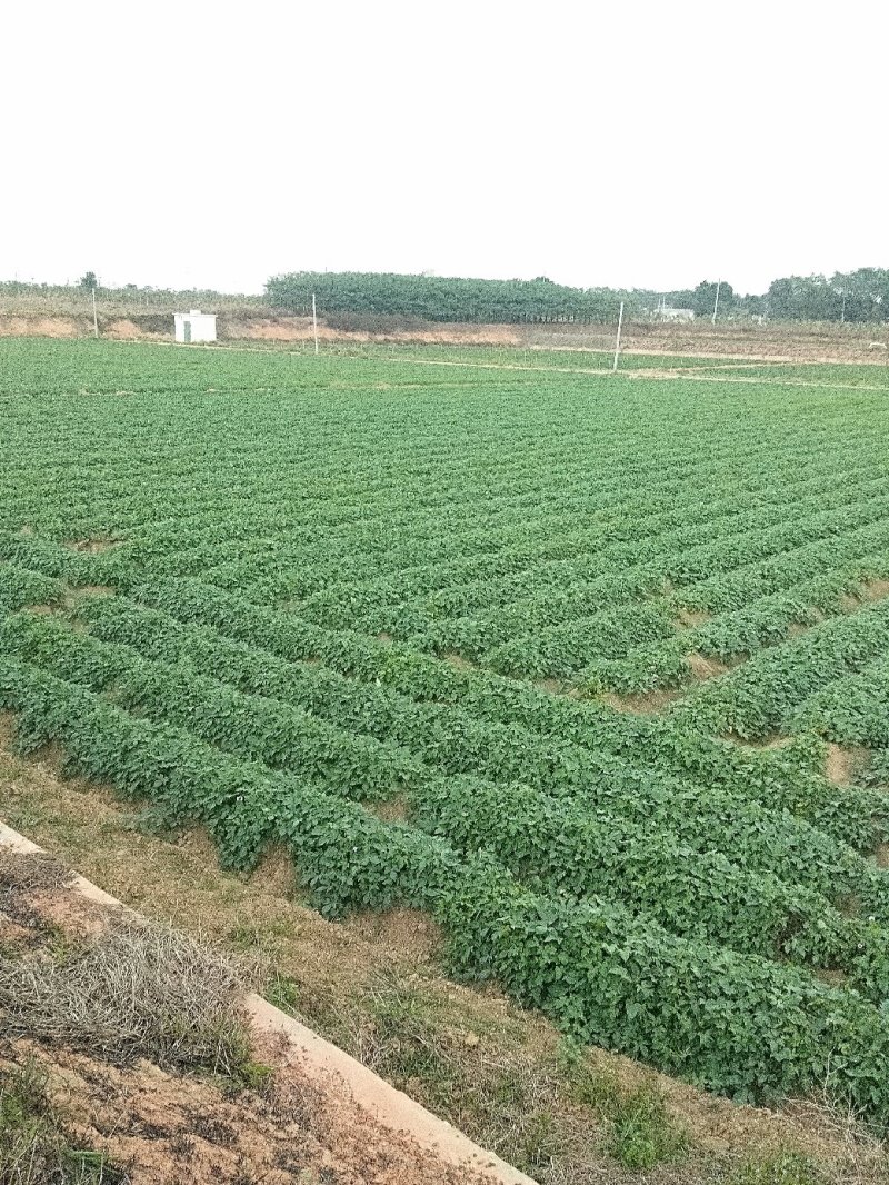 紫罗兰花叶紫薯地瓜苗根粗苗壮，叶片浓绿成活率高