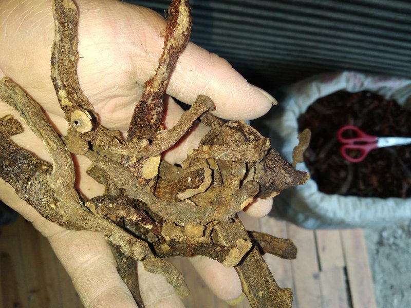 贵州根茎类中药材骨碎补干货无硫高含量爬岩姜生货野生毛姜
