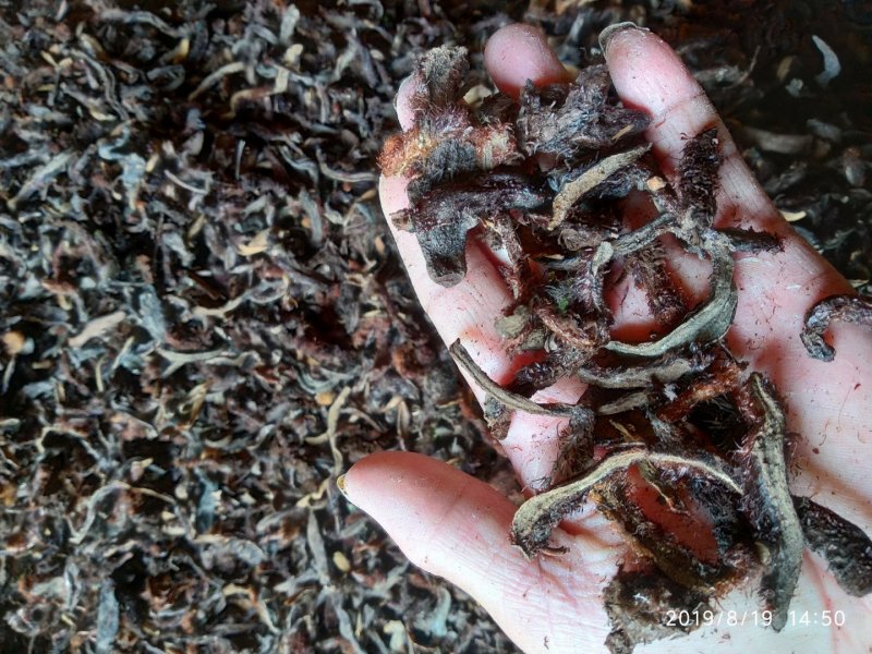 贵州根茎类中药材骨碎补干货无硫高含量爬岩姜生货野生毛姜