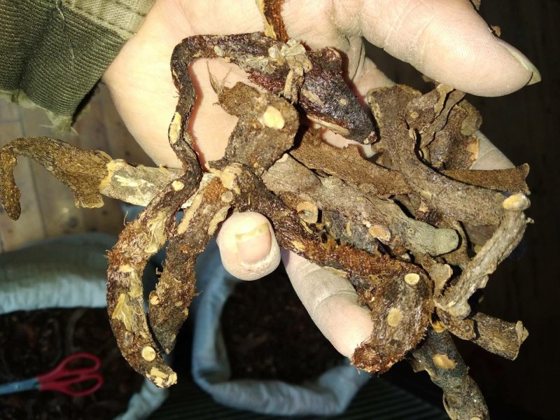 贵州根茎类中药材骨碎补干货无硫高含量爬岩姜生货野生毛姜