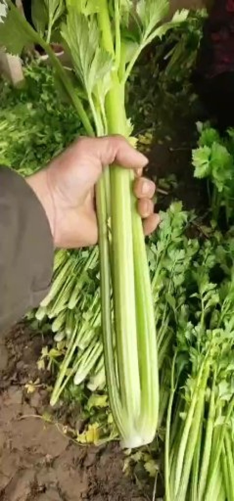 优质芹菜基地，面向全国各地，