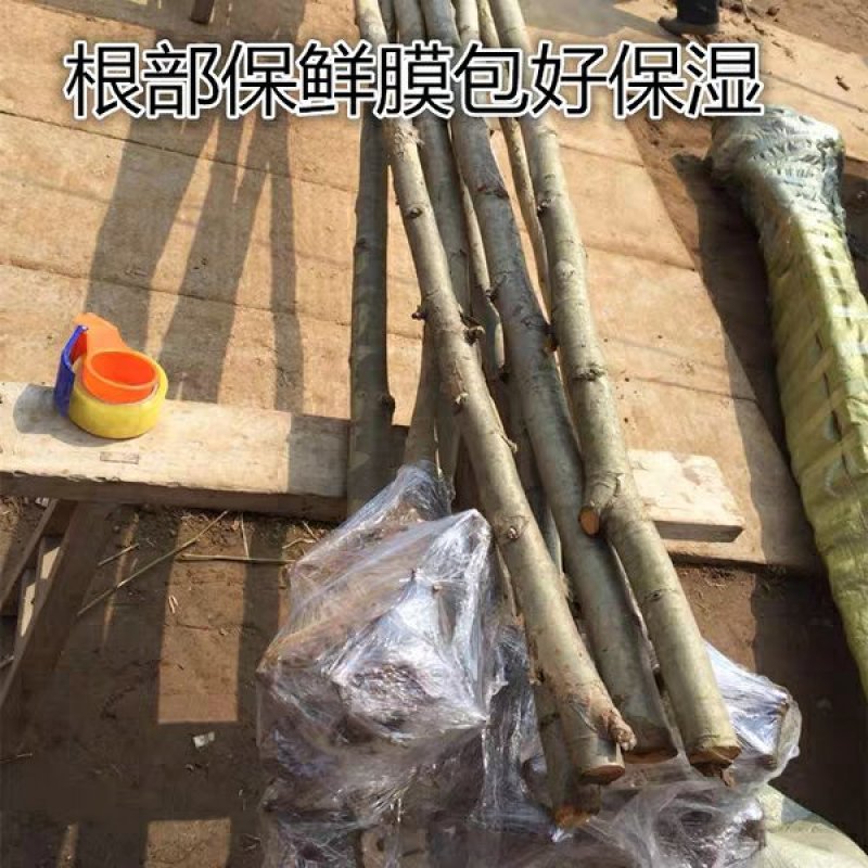 法国梧桐树苗速生法桐苗小悬铃木青皮梧桐速生法桐苗行道绿化