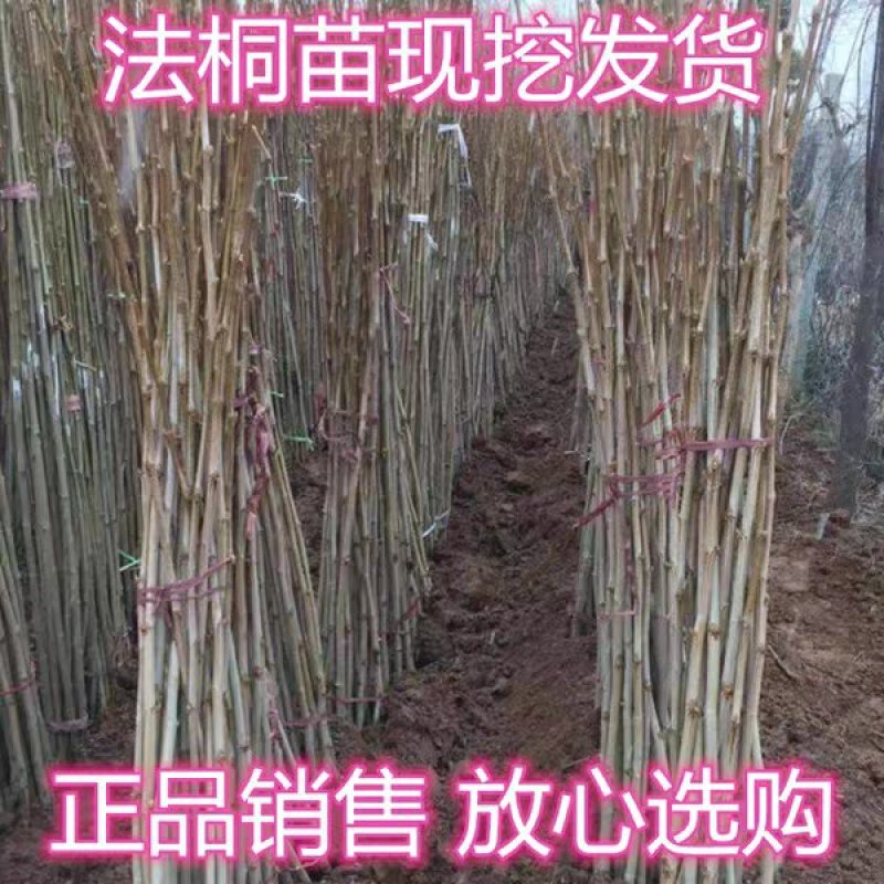 法国梧桐树苗速生法桐苗小悬铃木青皮梧桐速生法桐苗行道绿化