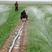 开封绿丰节水灌溉有限公司主要生产滴灌带，微喷带，