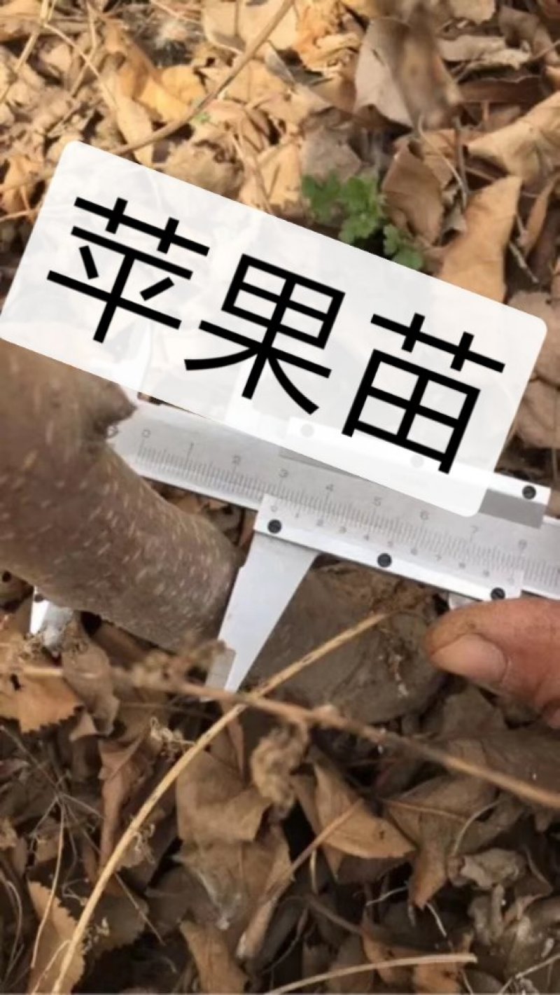 清地处理2—5个烟富八，10，苹果苗，维纳斯黄金树苗