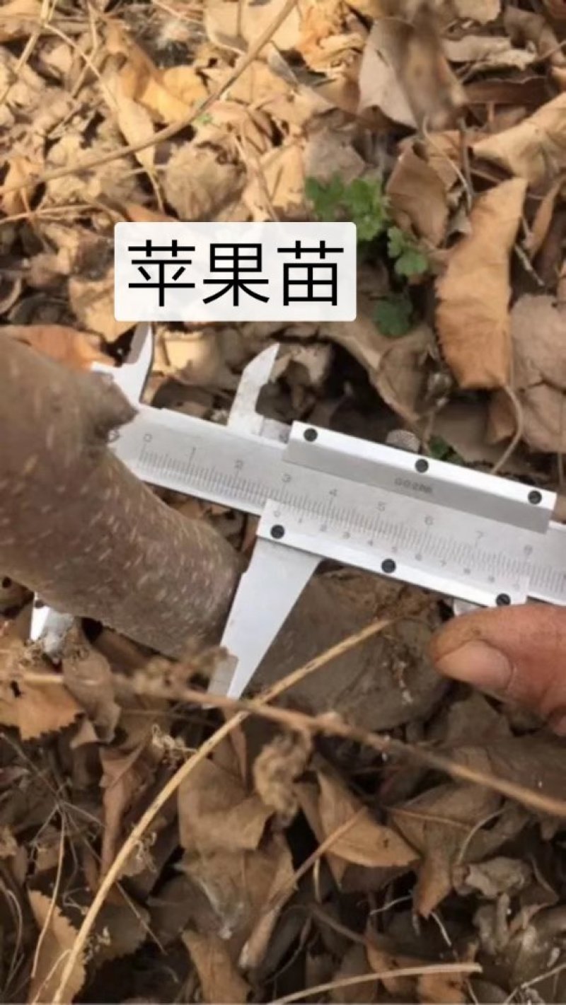清地处理2—5个烟富八，10，苹果苗，维纳斯黄金树苗
