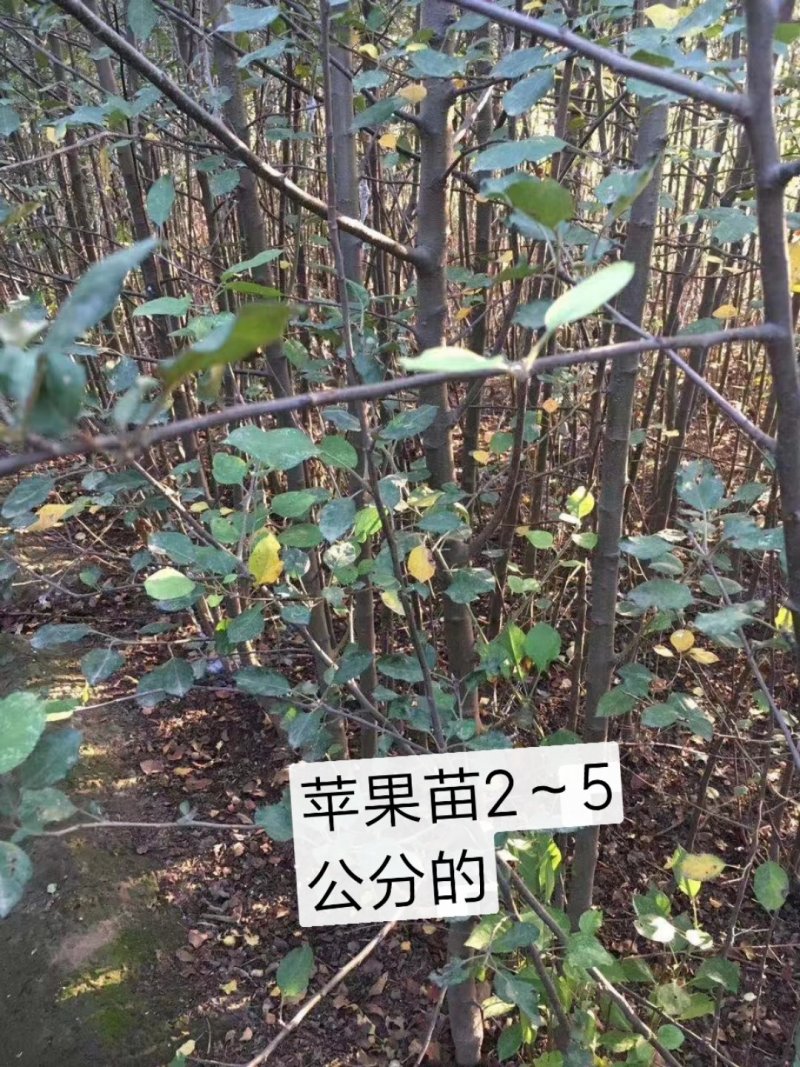 清地处理2—5个烟富八，10，苹果苗，维纳斯黄金树苗
