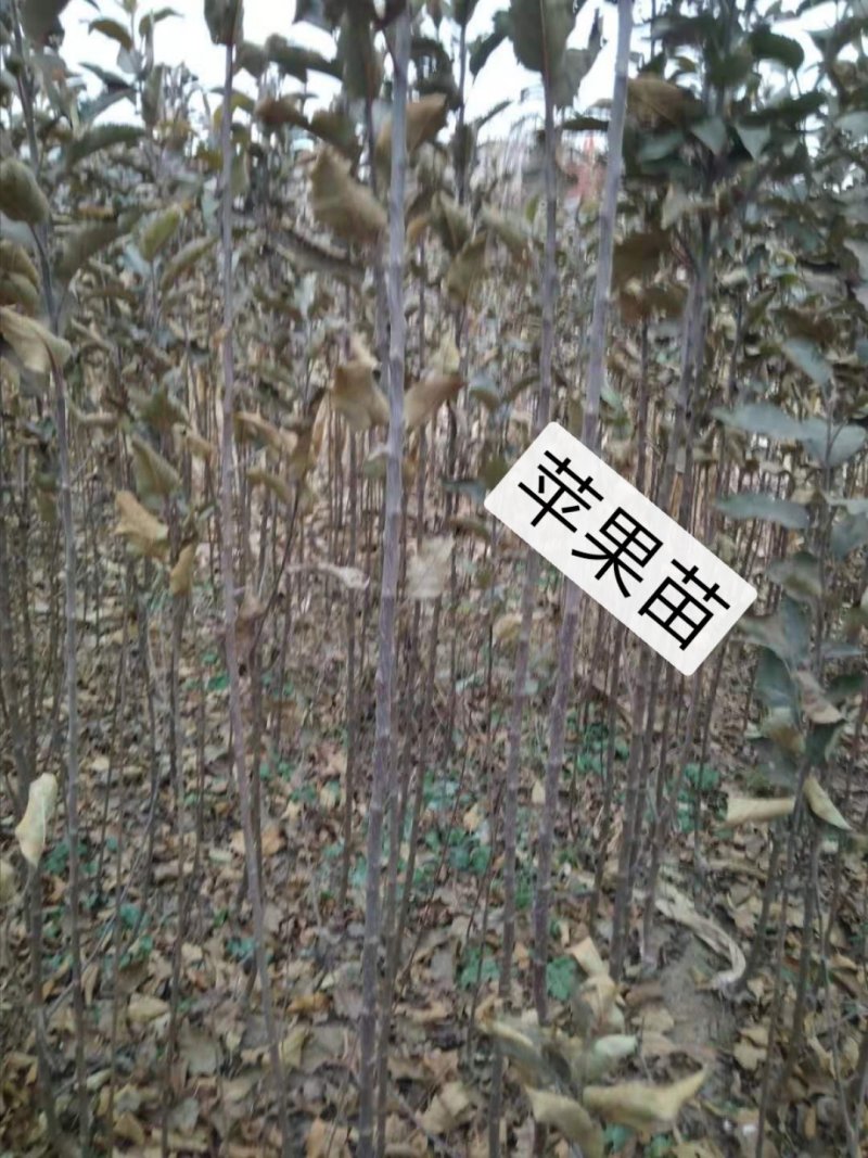清地处理2—5个烟富八，10，苹果苗，维纳斯黄金树苗