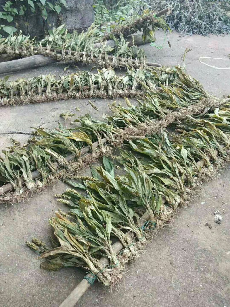 干货见血清需要联系我哦