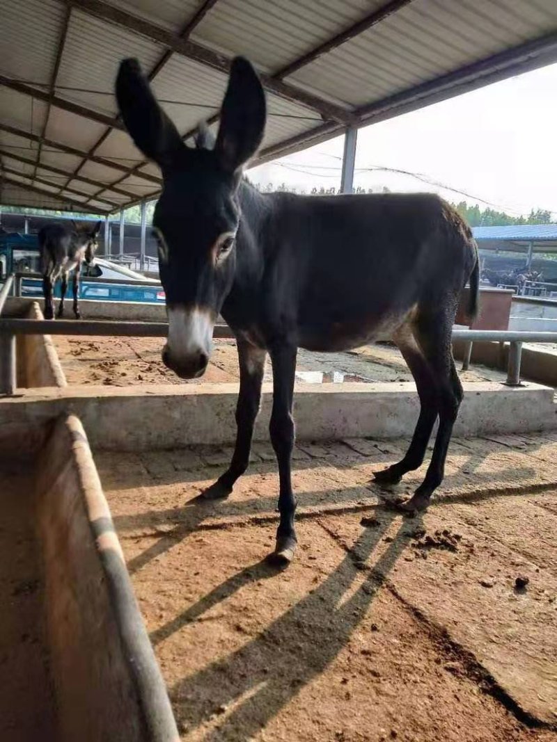 育肥驴免费送货，提供技术