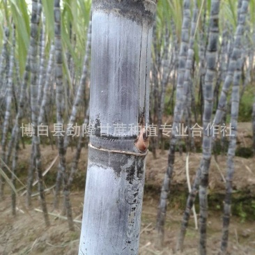 广西黑皮甘蔗，提供一条龙服务，服务到位，一切