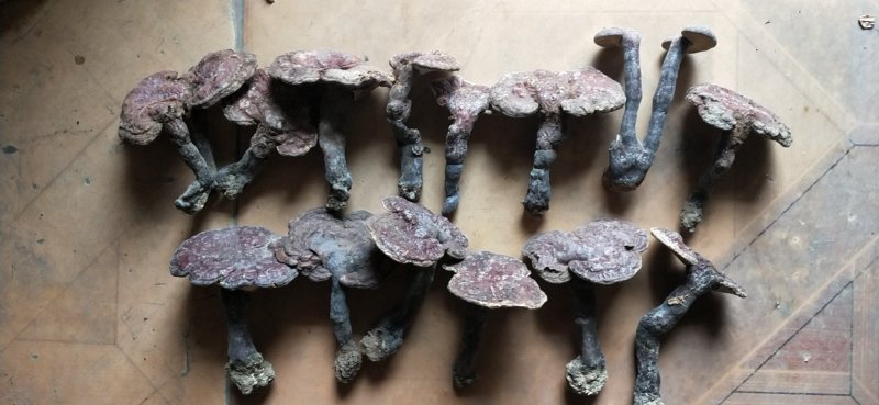 高仿高效药用赤灵芝统选货，仿野生高密度仿野生！