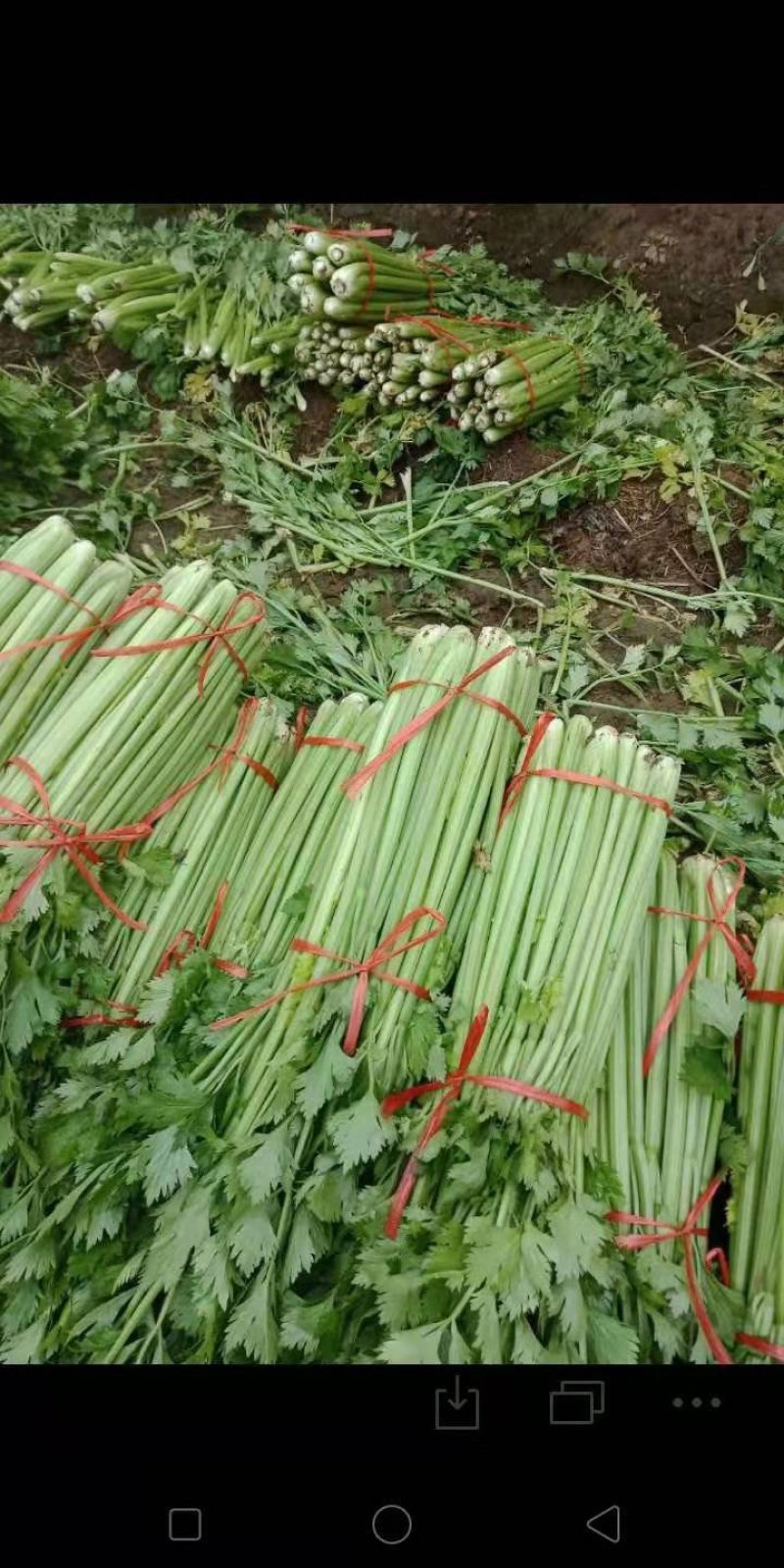 芹菜文图拉便宜了，需要的老板联系一下
