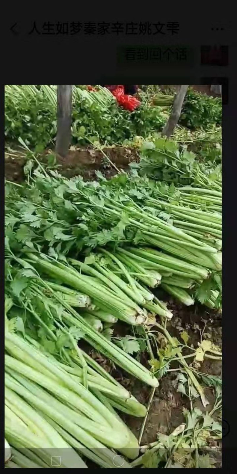 芹菜文图拉便宜了，需要的老板联系一下