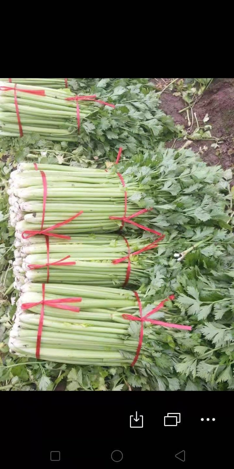 芹菜文图拉便宜了，需要的老板联系一下